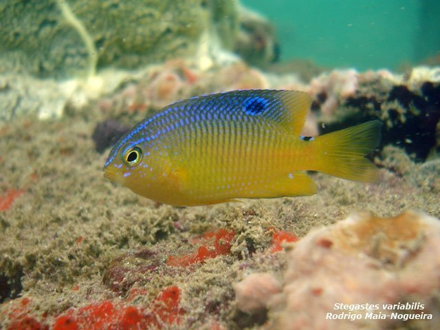 Бразильский стегастес Stegastes variabilis (Castelnau, 1855)