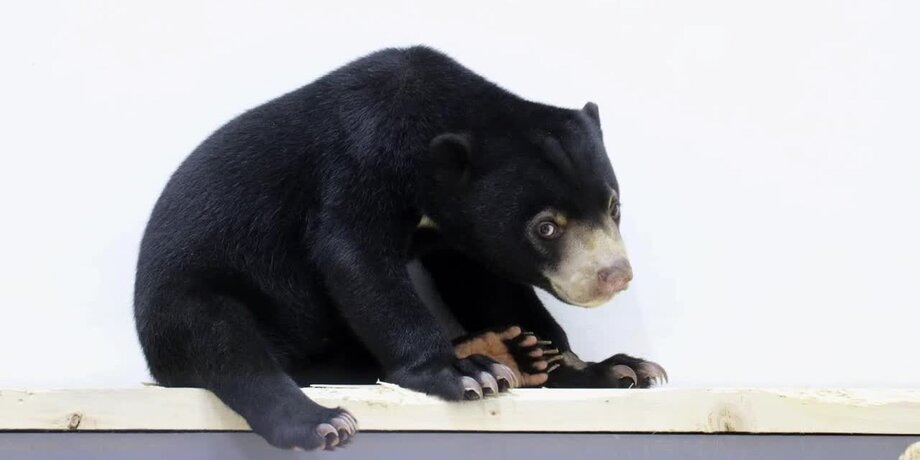 Фото: телеграм-канал "Московский зоопарк"