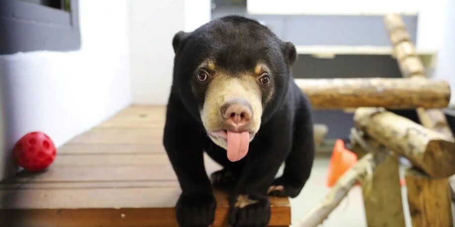 Фото: телеграм-канал "Московский зоопарк"