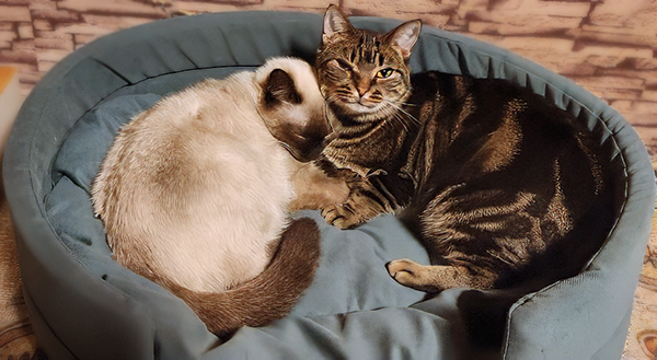 Иногда Кайса гордится Никой