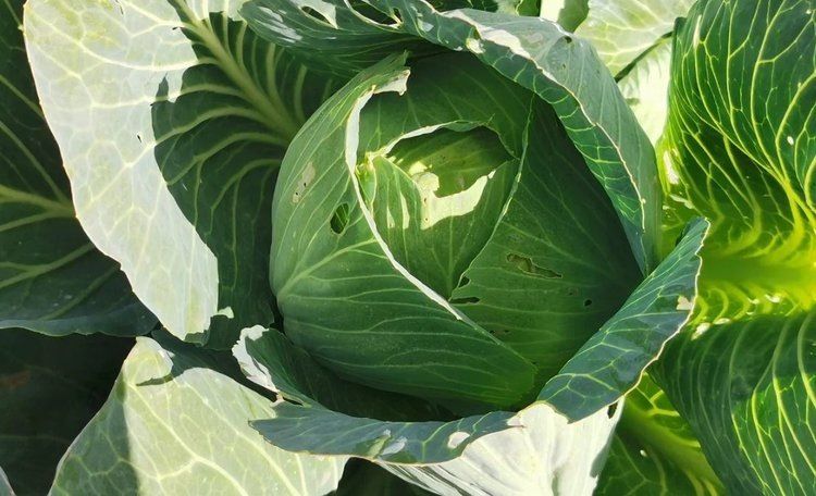    В Подмосковье растет спрос на капусту для квашения и оздоровления организма