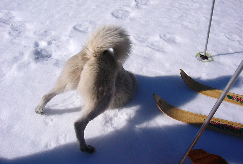 Лайки: нетипичные собаки, и они далеко не для всех собачников. Плохо, когда заводят их не готовые к этому люди