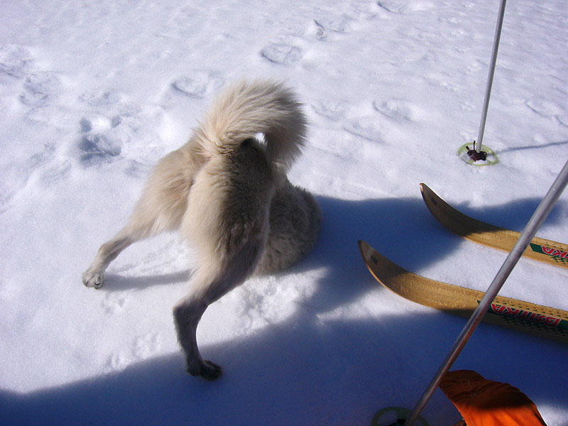 Зимой лайка мышкует так же, как волки и лисы. То же самое она может сделать с диваном. 