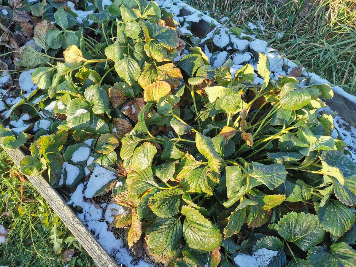 Пышная грива листьев не даёт клубнике вымерзнуть в предзимье. 