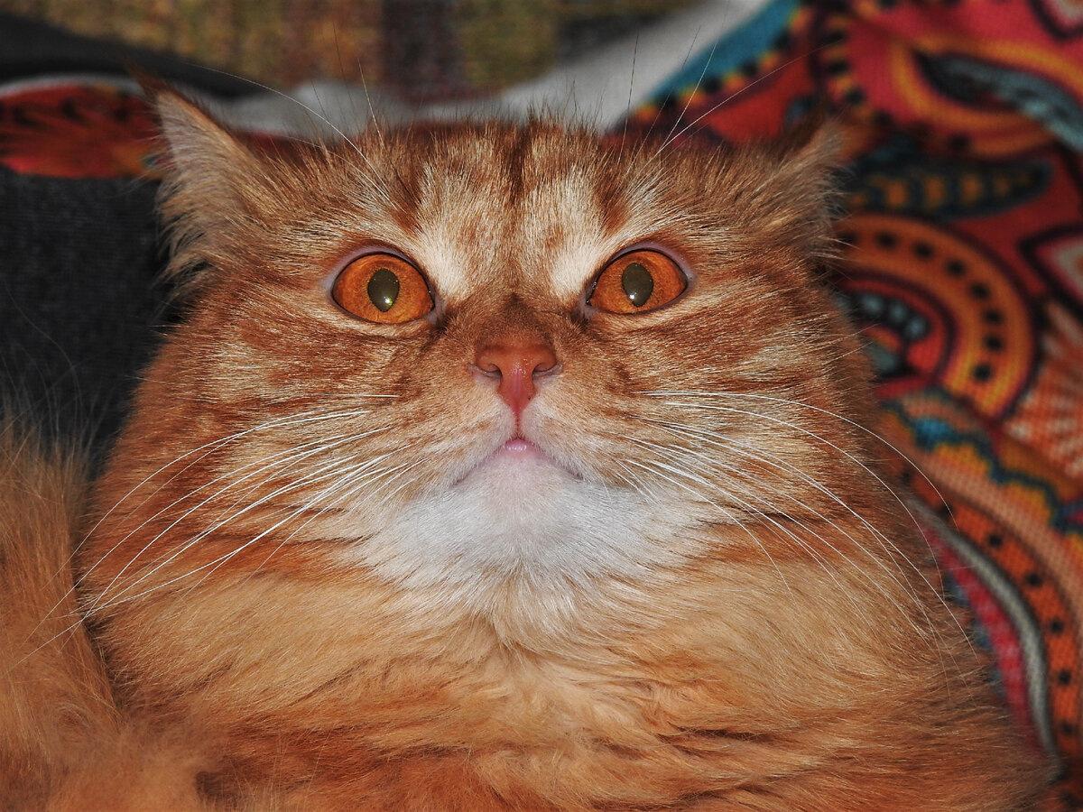 Наша рыжая Королева