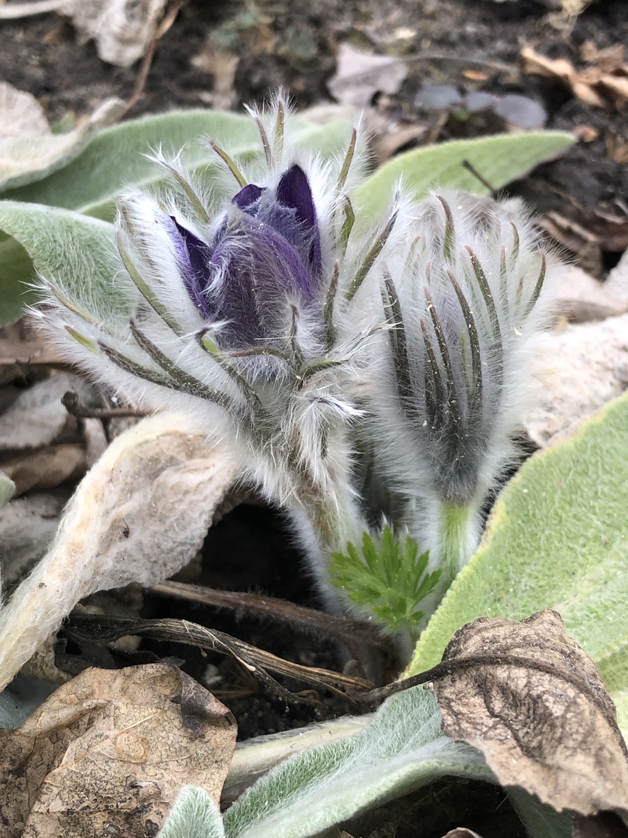 Прострел обыкновенный (Pulsatilla vulgaris)