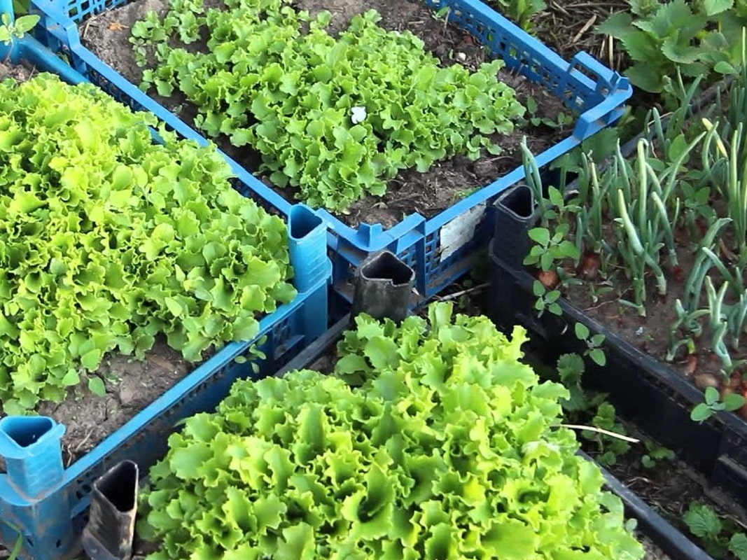 Подобная идея быстро пришлась по вкусу многим садоводам и огородникам. Ведь с помощью этого способа выращивания можно значительно сэкономить драгоценное пространство на участке.