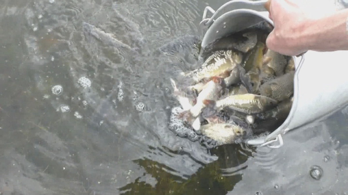 Вот так проходило зарыбление карпятами весной