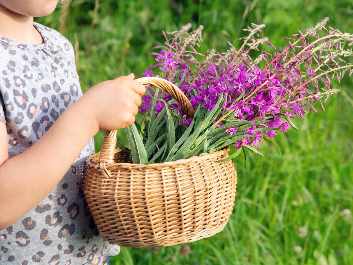    Девочка с цветами иван-чая© iStock.com / Helin Loik-Tomson