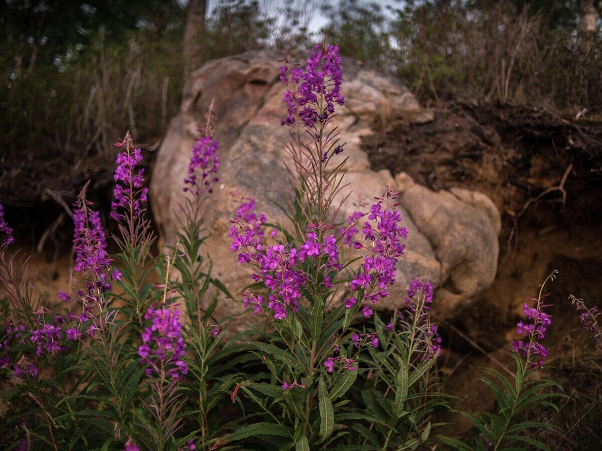    Цветение Иван-чая в Безымянной бухте озера Байкал© РИА Новости / Валерий Мельников