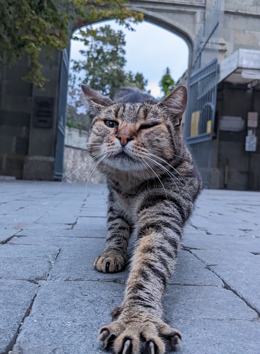 Стартовый котик