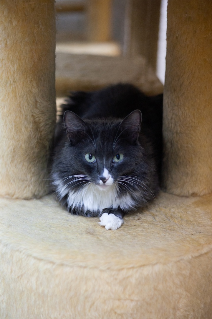 Сима в приюте