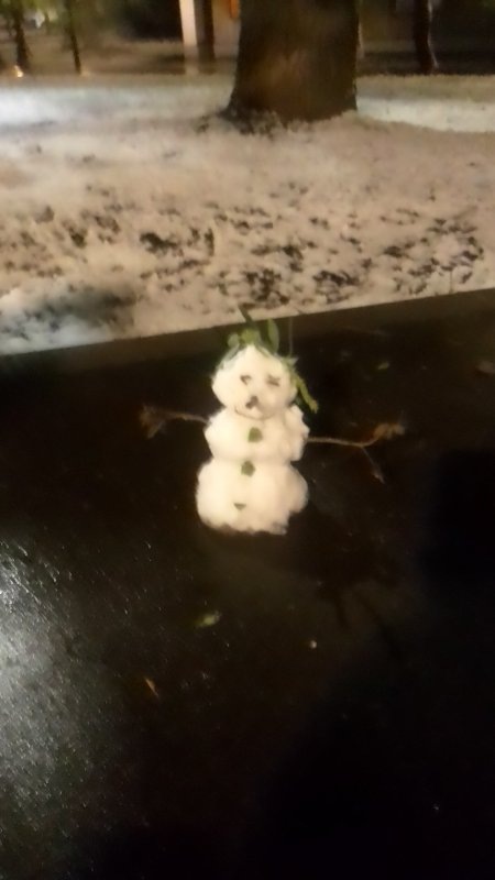 Майские подберёзовики и "майский грибник"