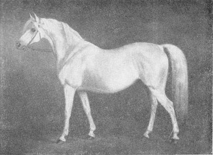 Жеребец Сметанка