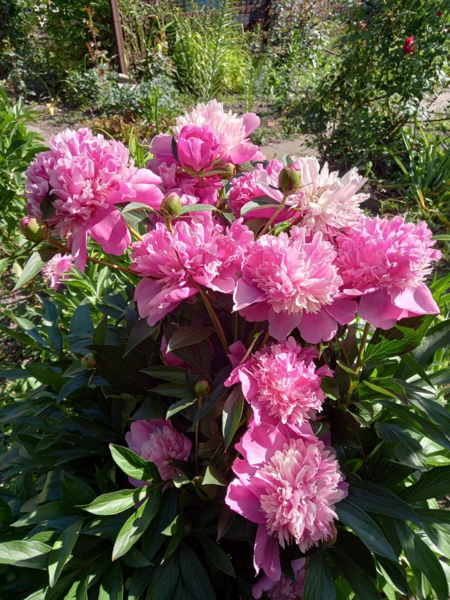 Пионы картинки с дачи