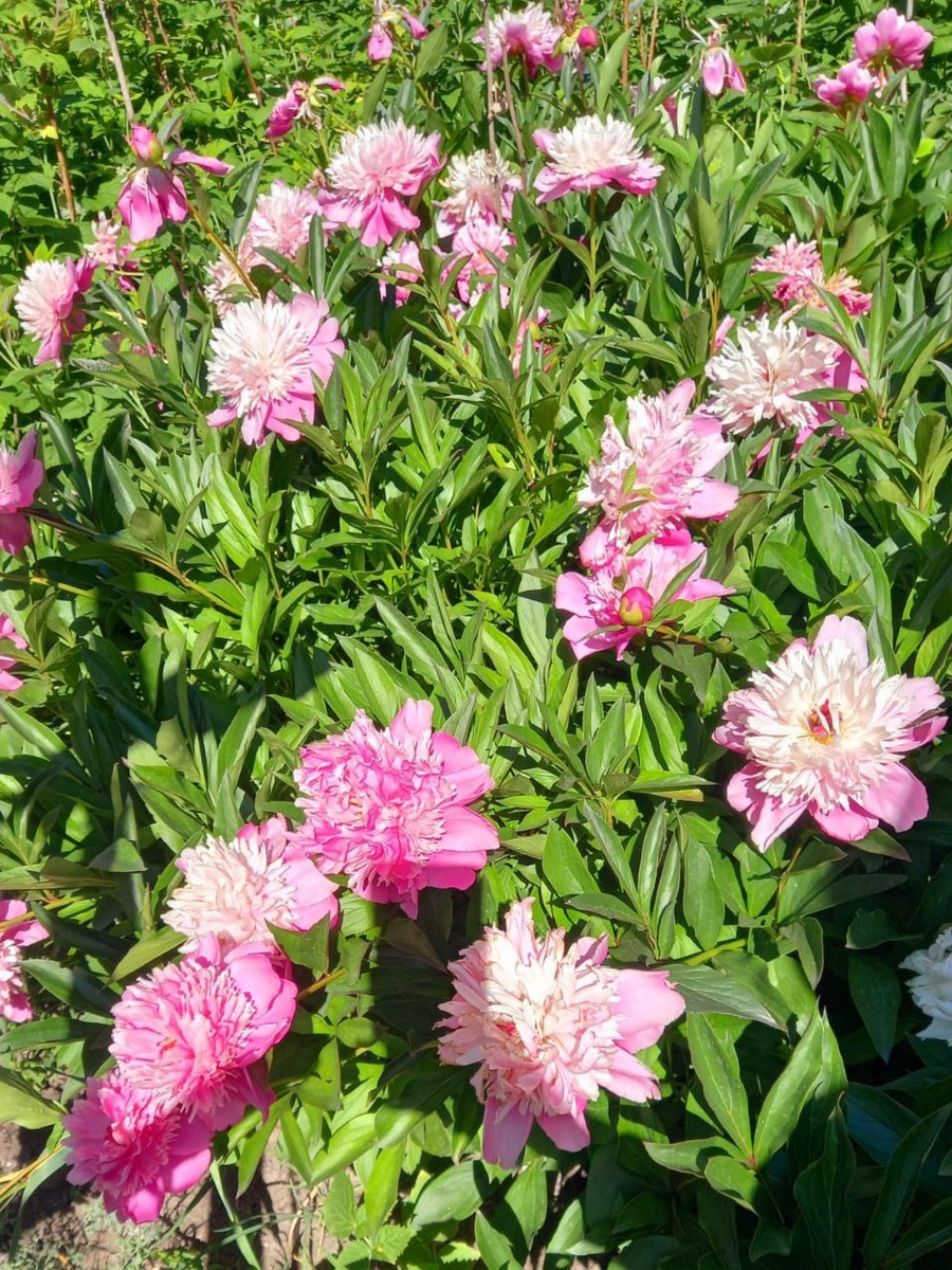 Пионы картинки с дачи