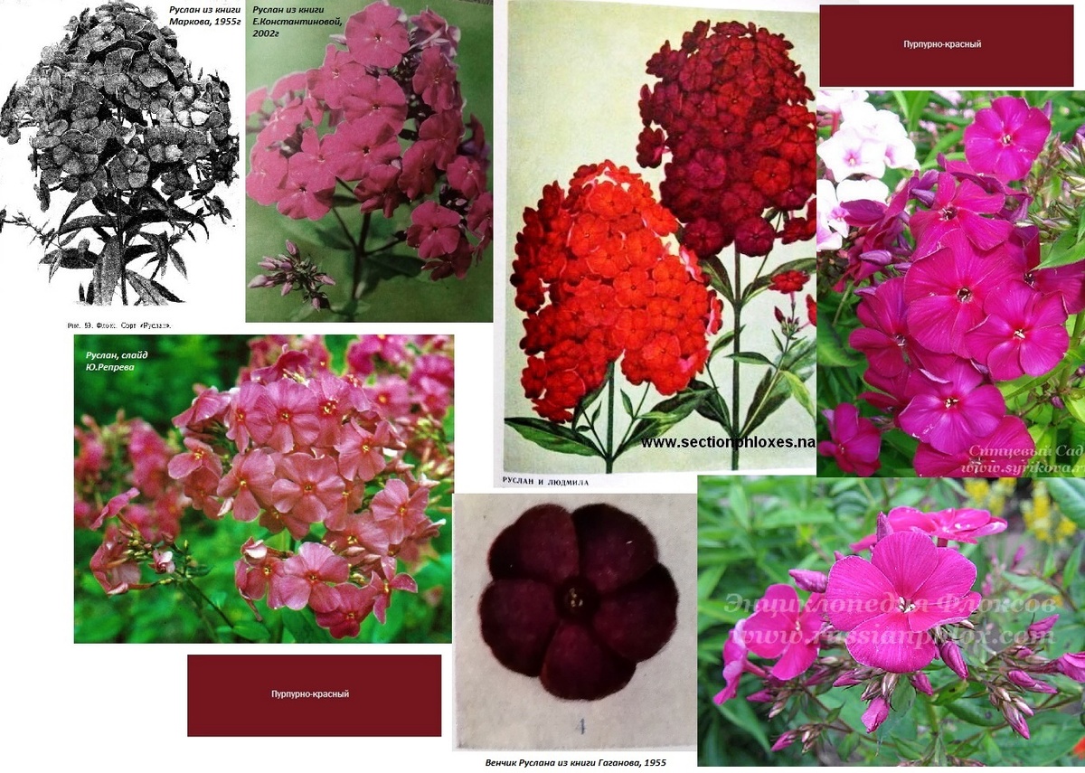 Поиск "лица" флокса "Руслан" П.Г.Гаганова. Всё, что нашлось в открытых источниках и литературе