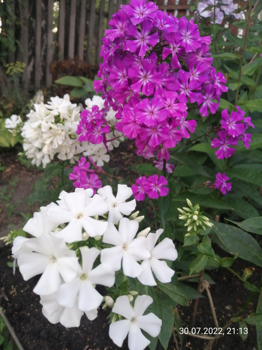 Мои "вертолётики"                                                                                                                        