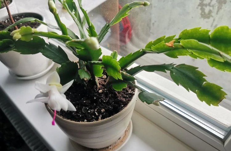    Декабрист не цветет: решение проблемы и советы по идентификации вашего любимца