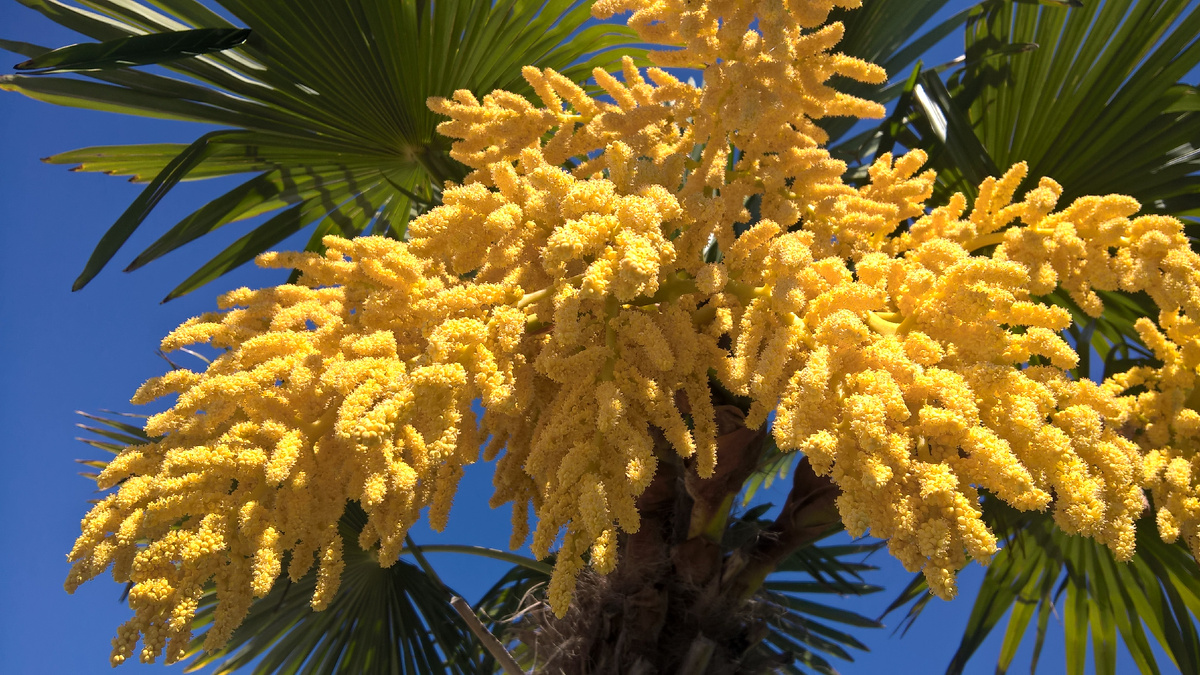 Трахикарпус Форчуна в мае.