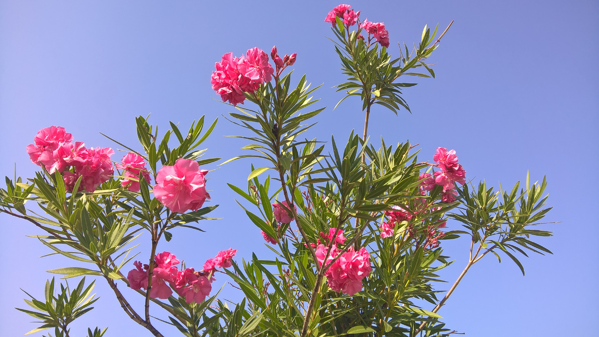 Олеандры на побережье.