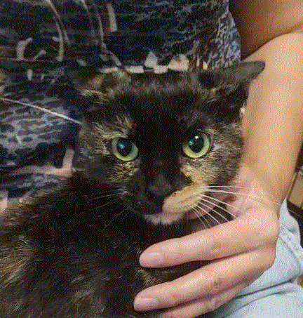 💖Кошечка Касся ищет добрый, любящий дом!🙏 🏡