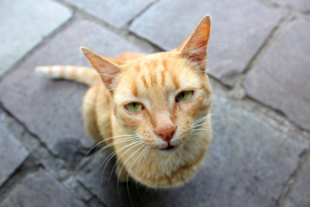 Выживет ли домашняя кошка на улице