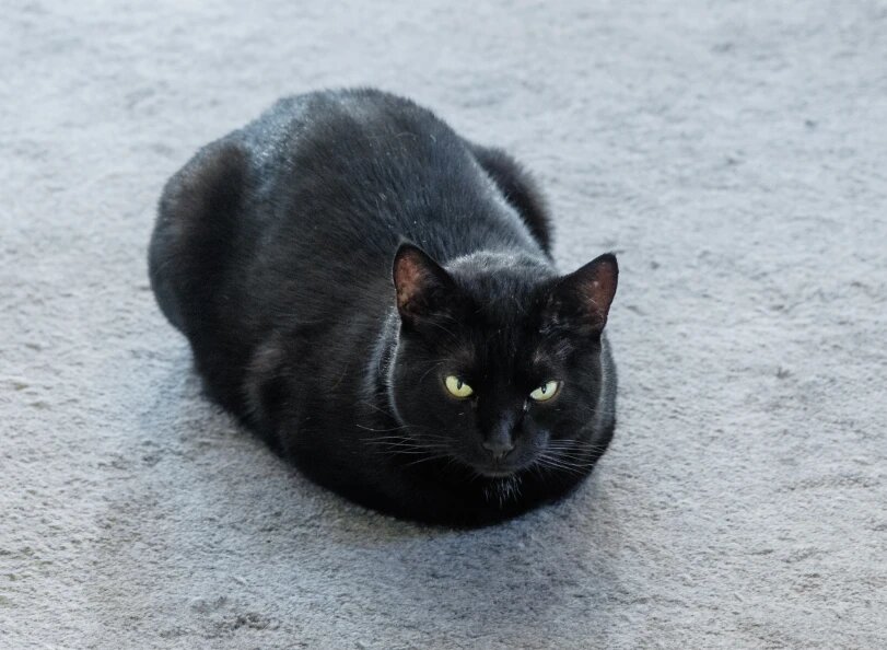    Фото: Markus Scholz/Globallookpress