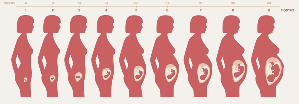 Развитие ребенка по неделям. Изображение взято из открытых источников.