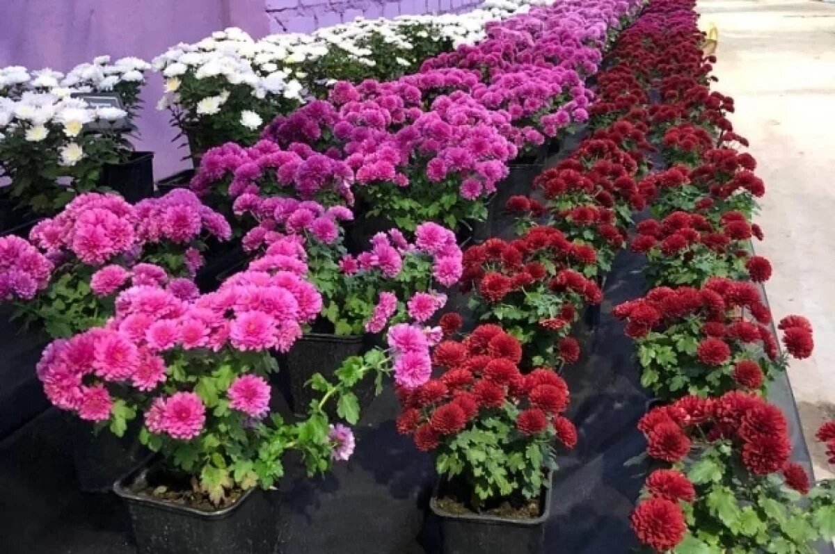    Осенний Бал хризантем успели посетить 16 тысяч волгоградцев