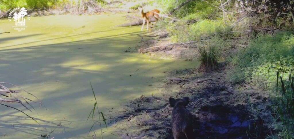    Бузулукский бор показал небольшой водоем, который стал популярным местом отдыха для животных