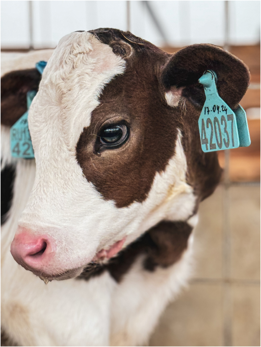 теленок голштинской породы. Воронежская область