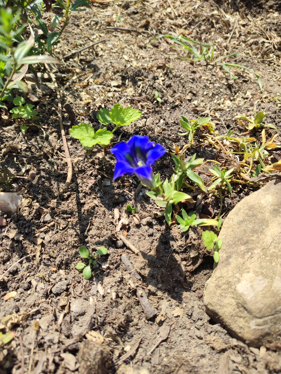 без использования фотошопа