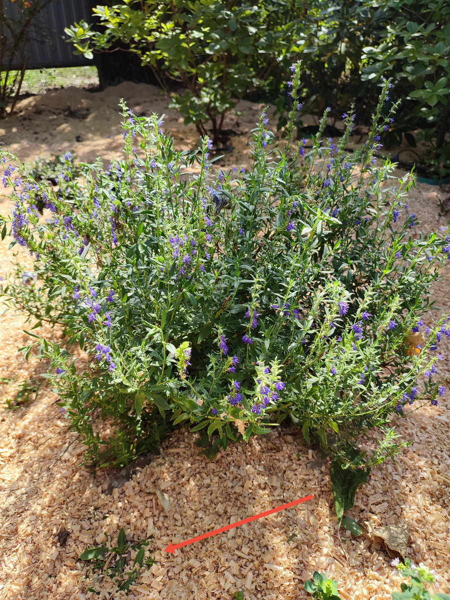 Стрелкой указана горечавка. Ее немного притеняет куст иссопа