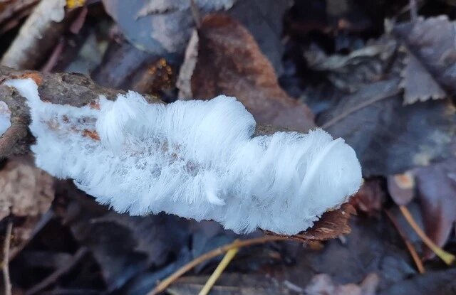    Фото: сообщество "Курские грибники, грибы, ягоды"