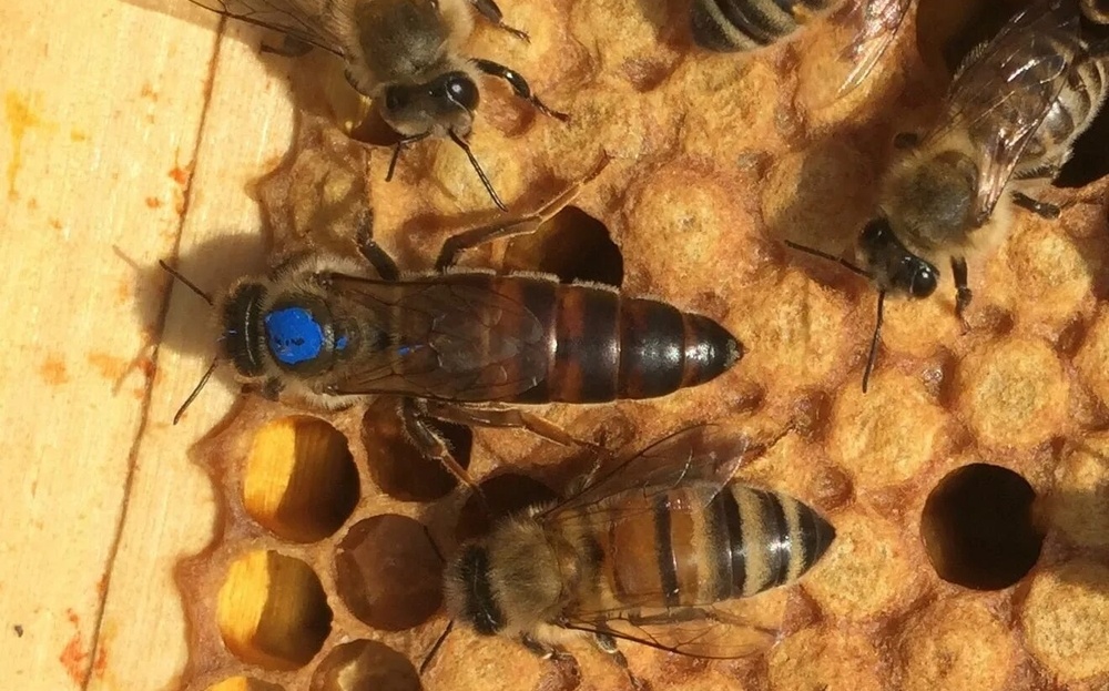 Пчеломатка