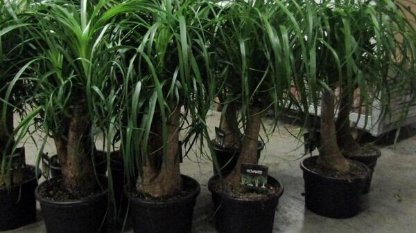    © Photo : Social media page of Customs authorities of the Republic of Belarus