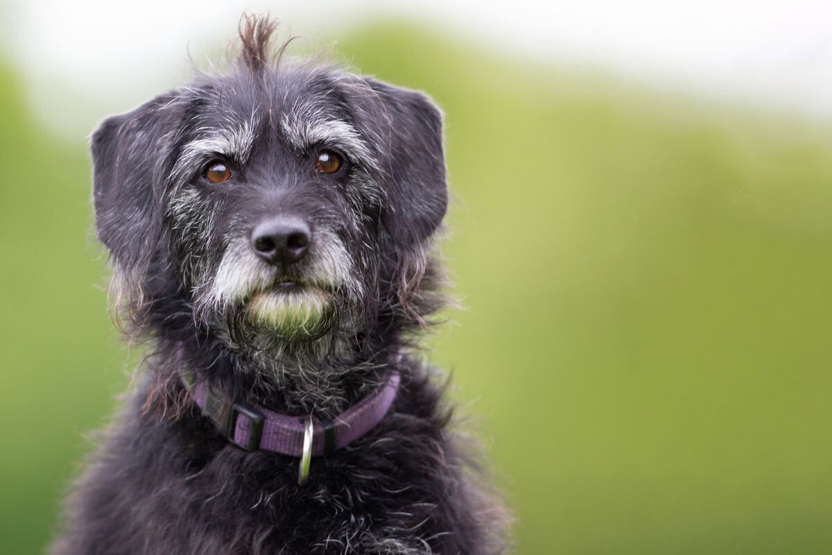 Когда начинают седеть собаки