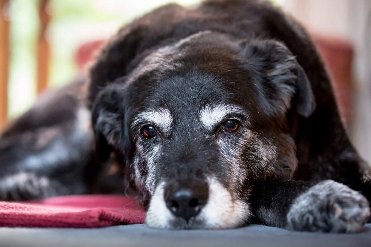 Седина у собаки 