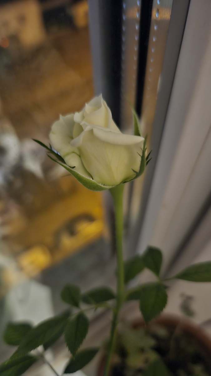 Розочка снова зацветает.