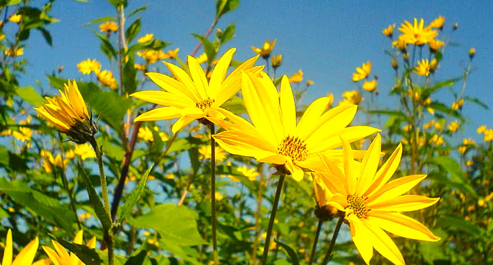 Снижает уровень сахара и холестерина, улучшает зрение. И растет у вас на задворках