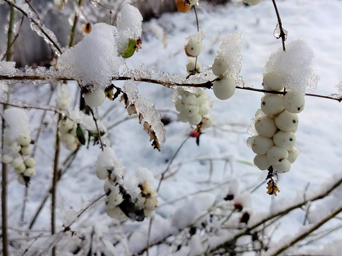 Снежный ноябрь. Фото автора 