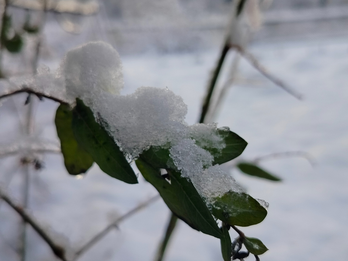 Ноябрьский снег. Фото автора