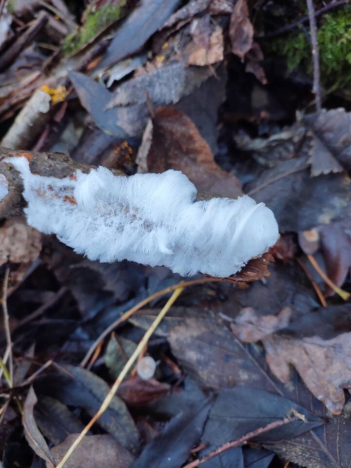  Фото: Курские грибник, грибы, ягоды / ВКонтакте