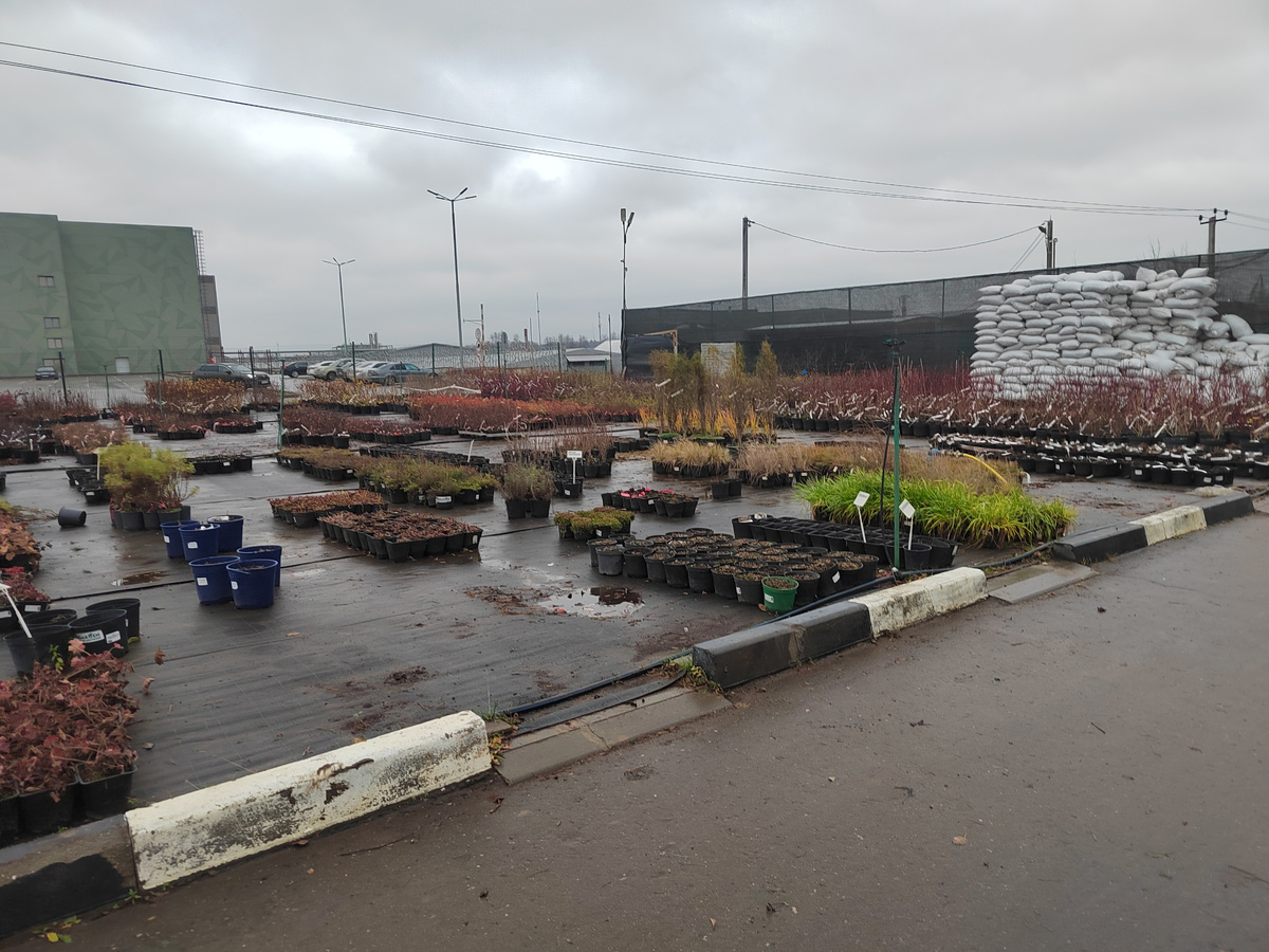 контейнерная площадка, 21.11.2024