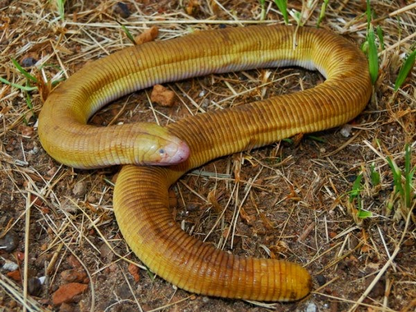 И это рептилия, а не червяк! (Современная амфисбена)