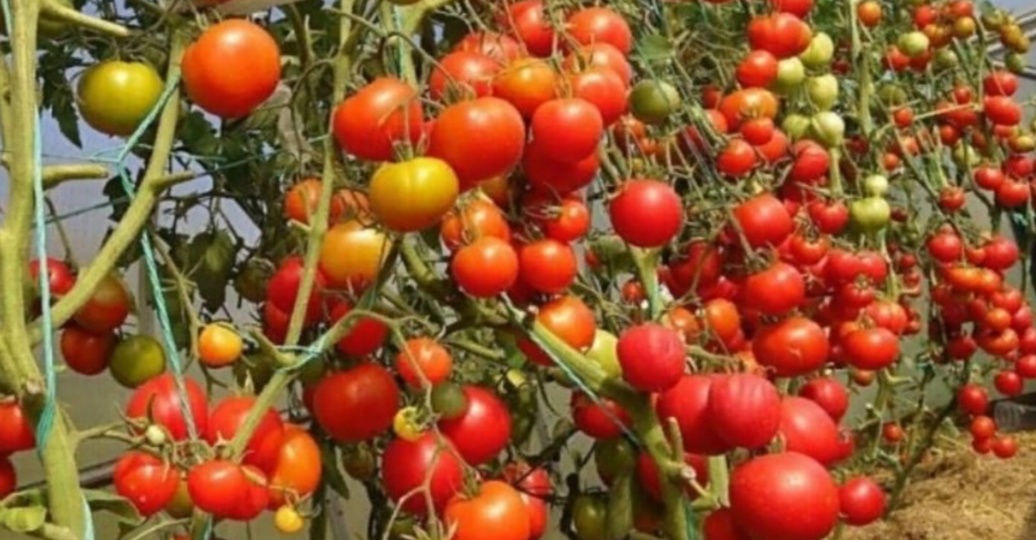 СКОРОСПЕЛЫЙ томат для открытого грунта, который снова посажу в следующем году