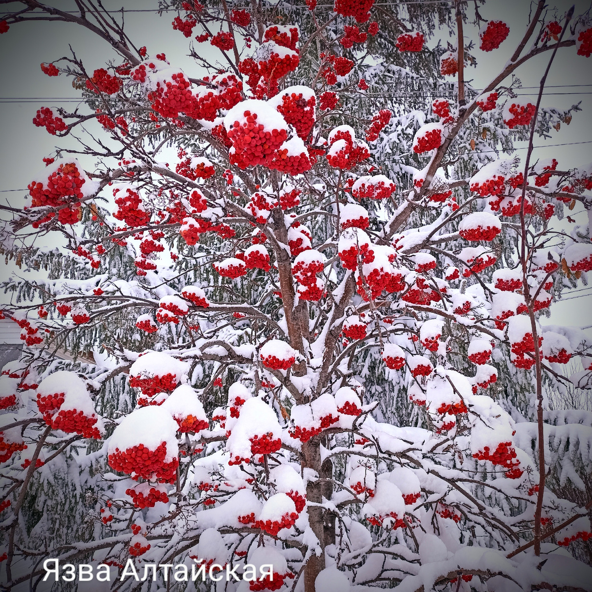 Рябина. Просто красивое фото