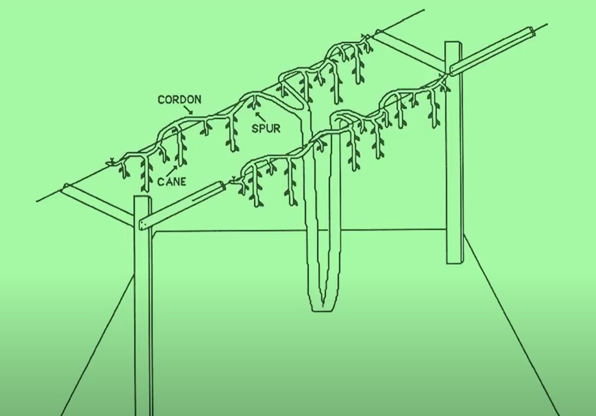 Схематичное изображение формировки двойной женевский кордон 
