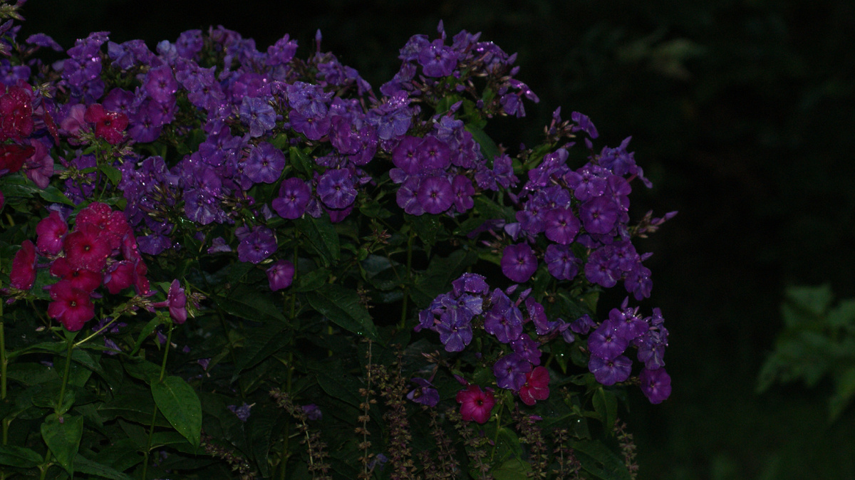 "Чародей" в моем саду